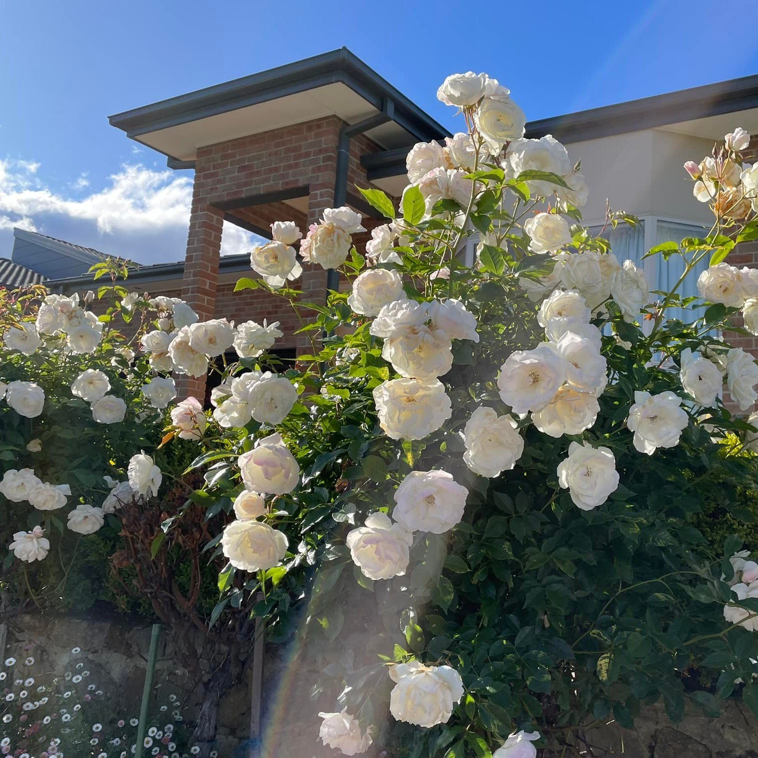 White roses