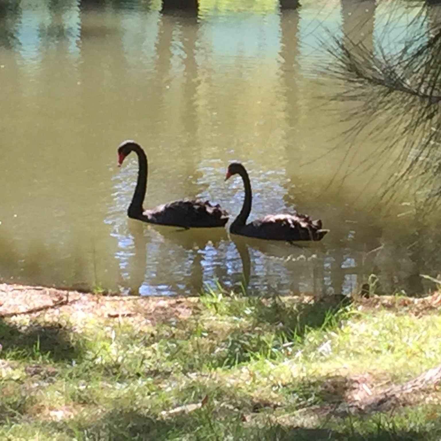 Swan